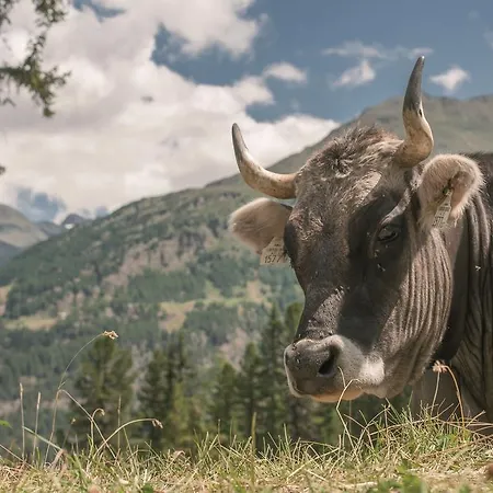 Apartment Jenewein Obergurgl